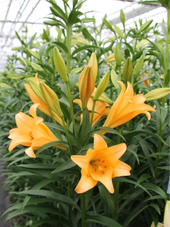 Lily 'Difference'
