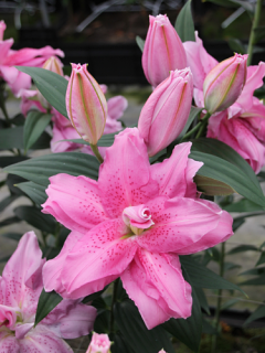 Lily 'Double Dutch Jewel'