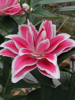 Lily 'Double Dutch Kiss'