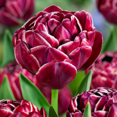 Tulip 'Dream Touch' 