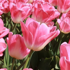 Tulip 'Dynasty'