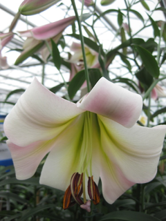 Lily 'Eastern Moon'