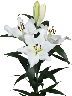 Lily 'Endios'