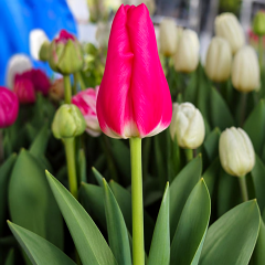 Tulip 'Esta Bonita'