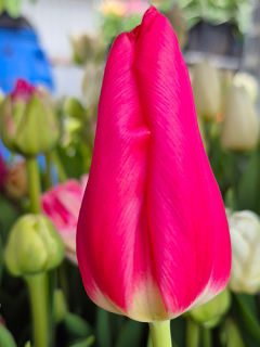 Tulip 'Esta Bonita'