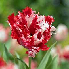 Tulip 'Estella Rynveld'
