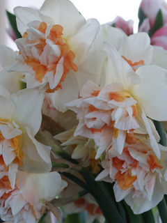 Narcissus 'Extravaganza'