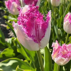 Tulip 'Eyelash'