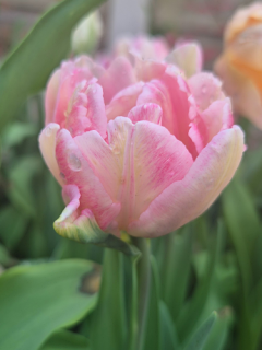 Tulip 'Foxtrot' 