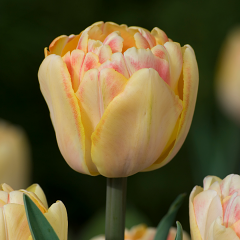 Tulip 'Foxy Foxtrot' 