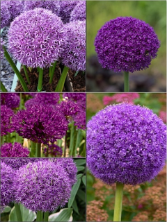 Giant Allium Bulb Collection (Pack of 12 Bulbs + 10 FREE Purple Sensation)