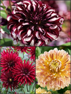 Gryffindor Blend Dahlia Collection (Pack of 9)