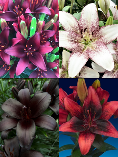 'Hot Red Bed' Lily Bulb Collection (Pack of 12 Bulbs)