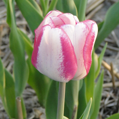 Tulip 'Hot Pants' 