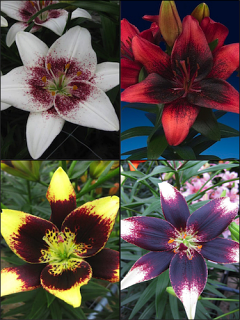 Dark Nights Lily Collection (Pack of 12 Bulbs)