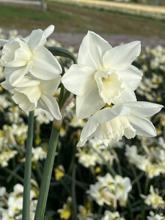 Narcissus 'Hunter Morn'