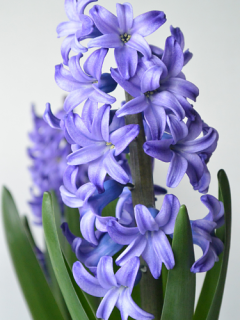 Hyacinth Delft Blue 