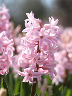 Hyacinth Pink Pearl 