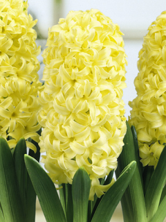 Hyacinth 'City of Haarlem'