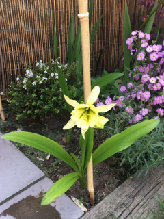 Hymenocallis Festalis 'Sulphur Queen' (Pack of 3 Bulbs)