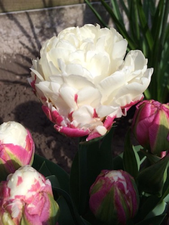 Tulip 'Ice Cream'