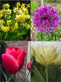 The Ideal Spring Bulb Collection (Pack of 70 Bulbs)