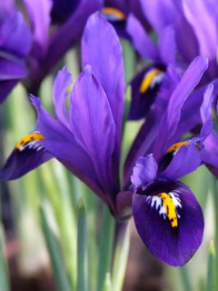 Iris Reticulata 'Blue Hill' 