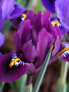 Iris Reticulata 'Purple Hill' 