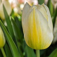Tulip 'Jaap Groot'