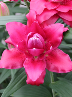 Lily 'Jamala'