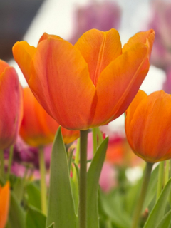 Tulip 'Jimmy'