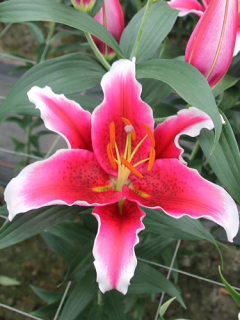 Lily 'King Soloman'