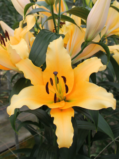 Lily 'Kruyf'