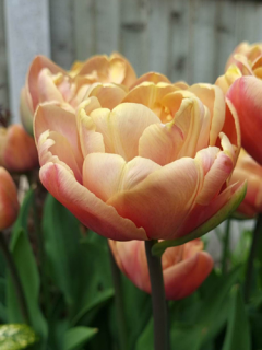 Tulip 'La Belle Epoque' 