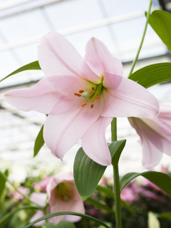 Lily 'Magnifique'