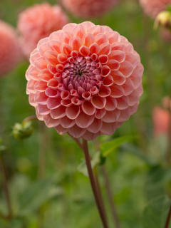 Dahlia 'Linda's Baby'