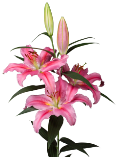 Lily 'Lodi'