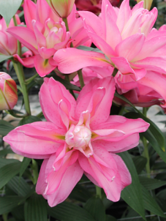Lily 'Lucky Queen'