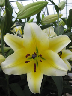 Lily 'Manissa'
