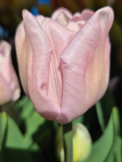 Tulip 'Mariage'