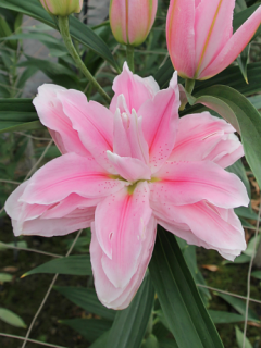 Lily 'Milano'