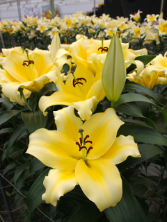 Lily 'Monchique'