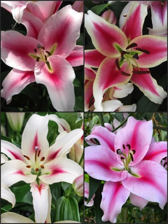 'Multicoloured Tree-like' Lily Bulb Collection (Pack of 12 Bulbs) 