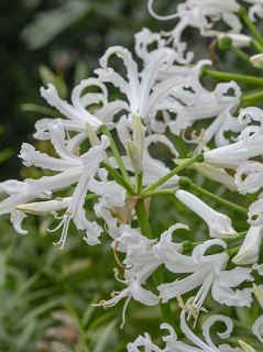 Nerine Like A Virgin