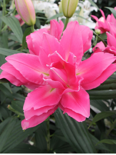 Lily 'Nerola'