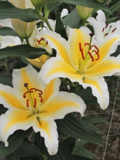 Lily 'Nessa'