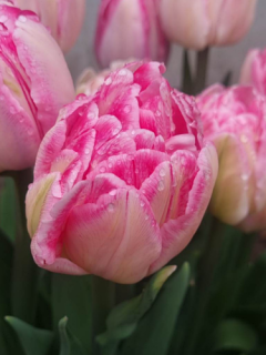Tulip 'Only Me'