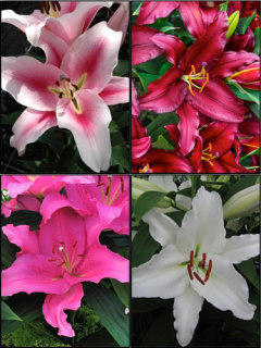 'Oriental' Lily Bulb Collection (Pack of 12 Bulbs)
