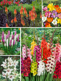 Pollinator-friendly Summer Bulb Collection
