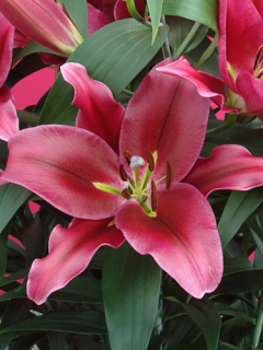Lily 'Palazzo'